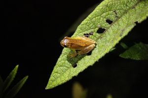 IMG_6056 D minutus